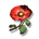 Belle Poppy